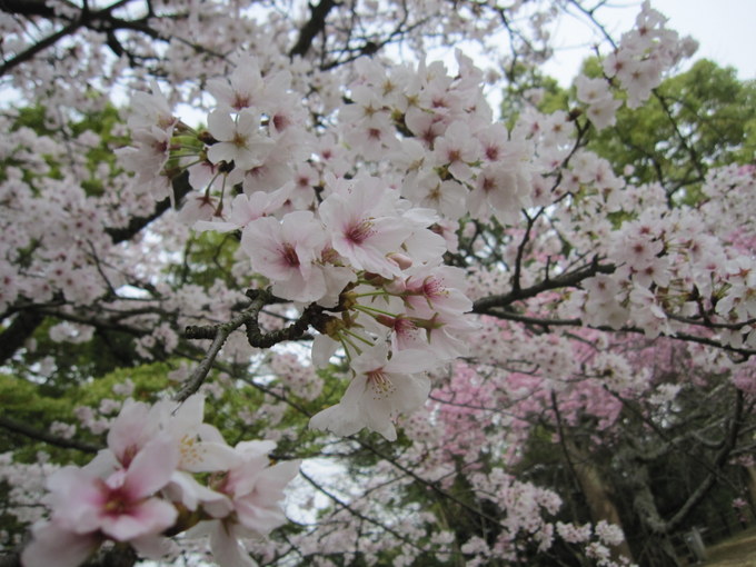 日本一の桜の里健康マラソン大会